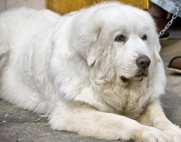 大白熊犬好不好养?大白熊犬的优缺点对比