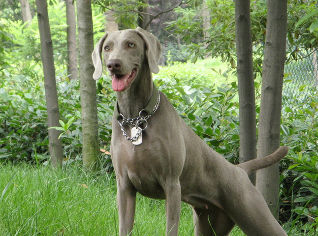 宠物狗种类之威玛猎犬